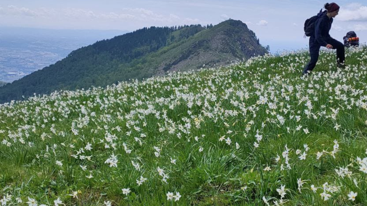 Narcisi in fiore a 1000 metri: lo spettacolo naturale di maggio a Castelnuovo Nigra