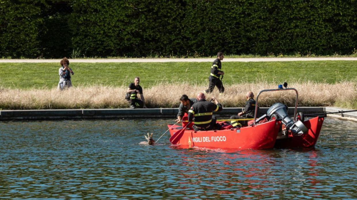 Capriolo curioso alla Reggia di Venaria, salvato da vigili del fuoco e guardie parco