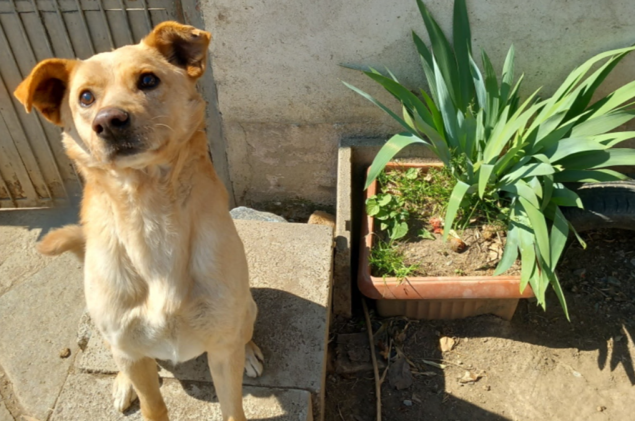 Leon, mix labrador: 9 anni di cucciolone cerca una casa
