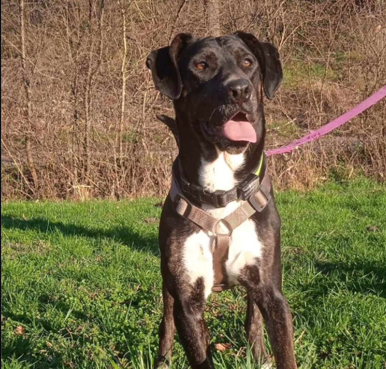 Bulma, una cagnolona simpaticissima che piace a tutti