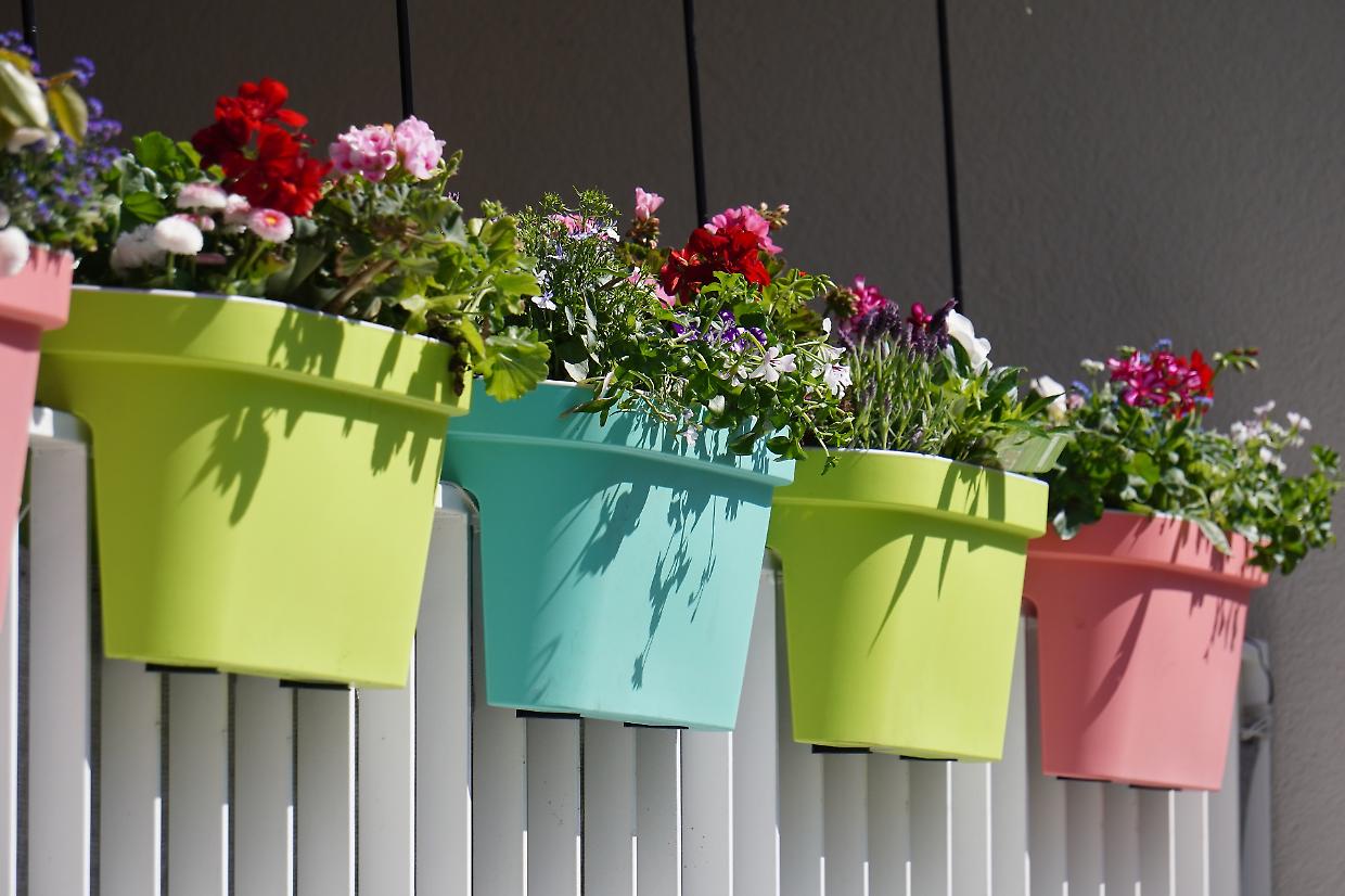 I 10 migliori fiori da balcone per uno spazio sempre fiorito