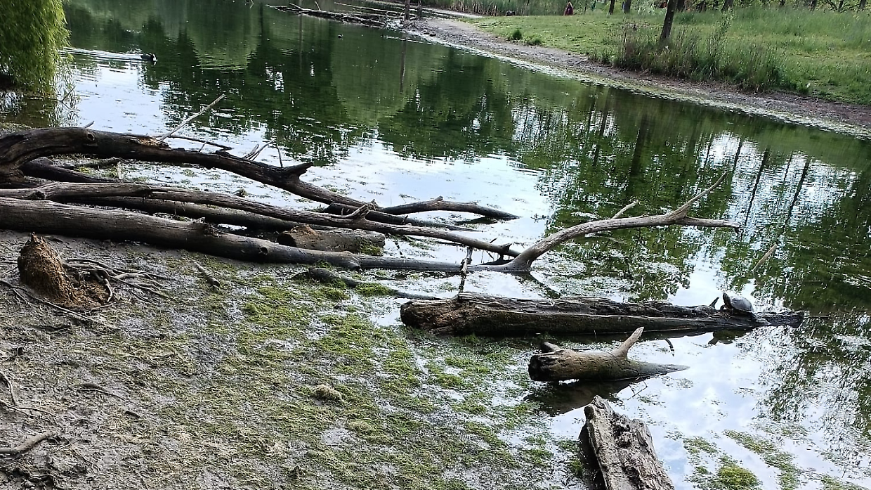 La sfida della natura: rimuovere i tronchi dai fiumi di Torino