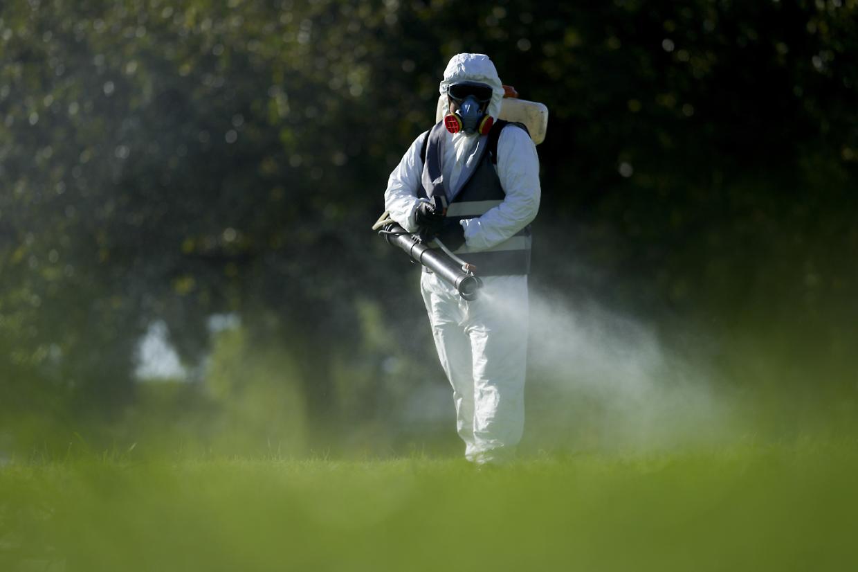 Zanzare e Dengue, torna l’allarme in Italia: "Potrebbe diventare endemica"