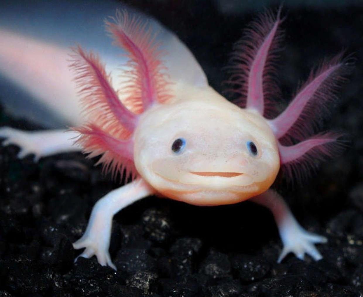 Axolotl a rischio di estinzione, ma  forse il Messico può salvarlo