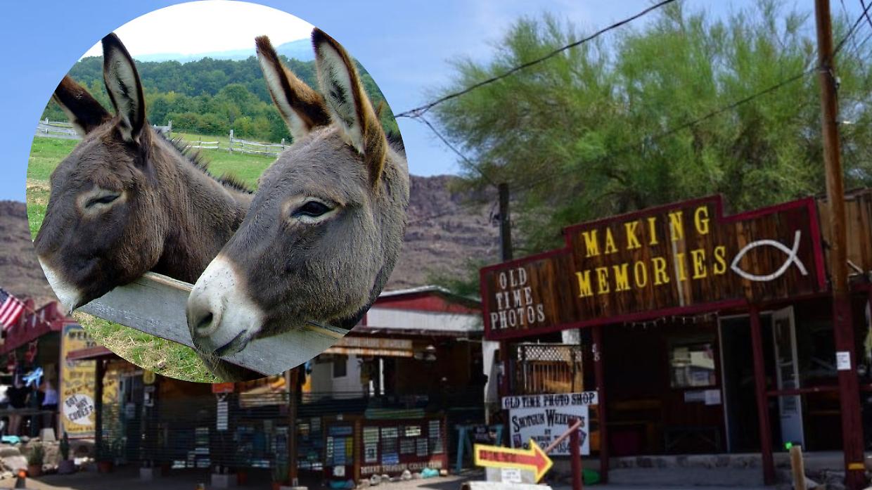 Oatman, la ghost town più viva d'America