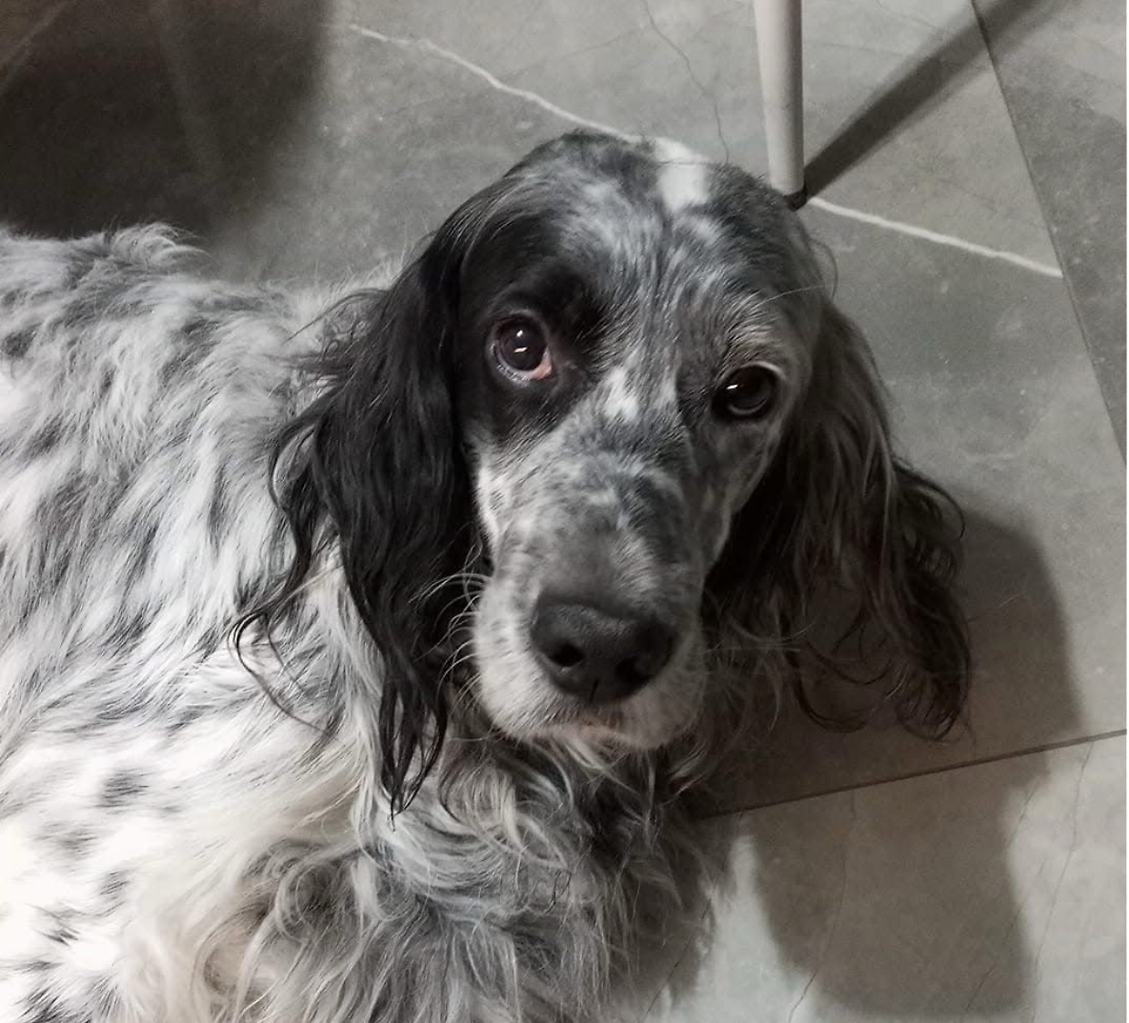 Teddy, il setter piemontese dal cuore d'oro