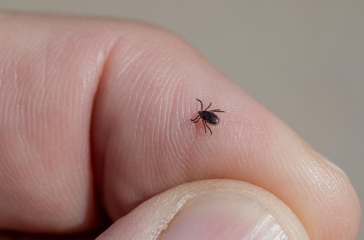 Zecche in montagna: come prevenire e gestire i rischi di infezioni