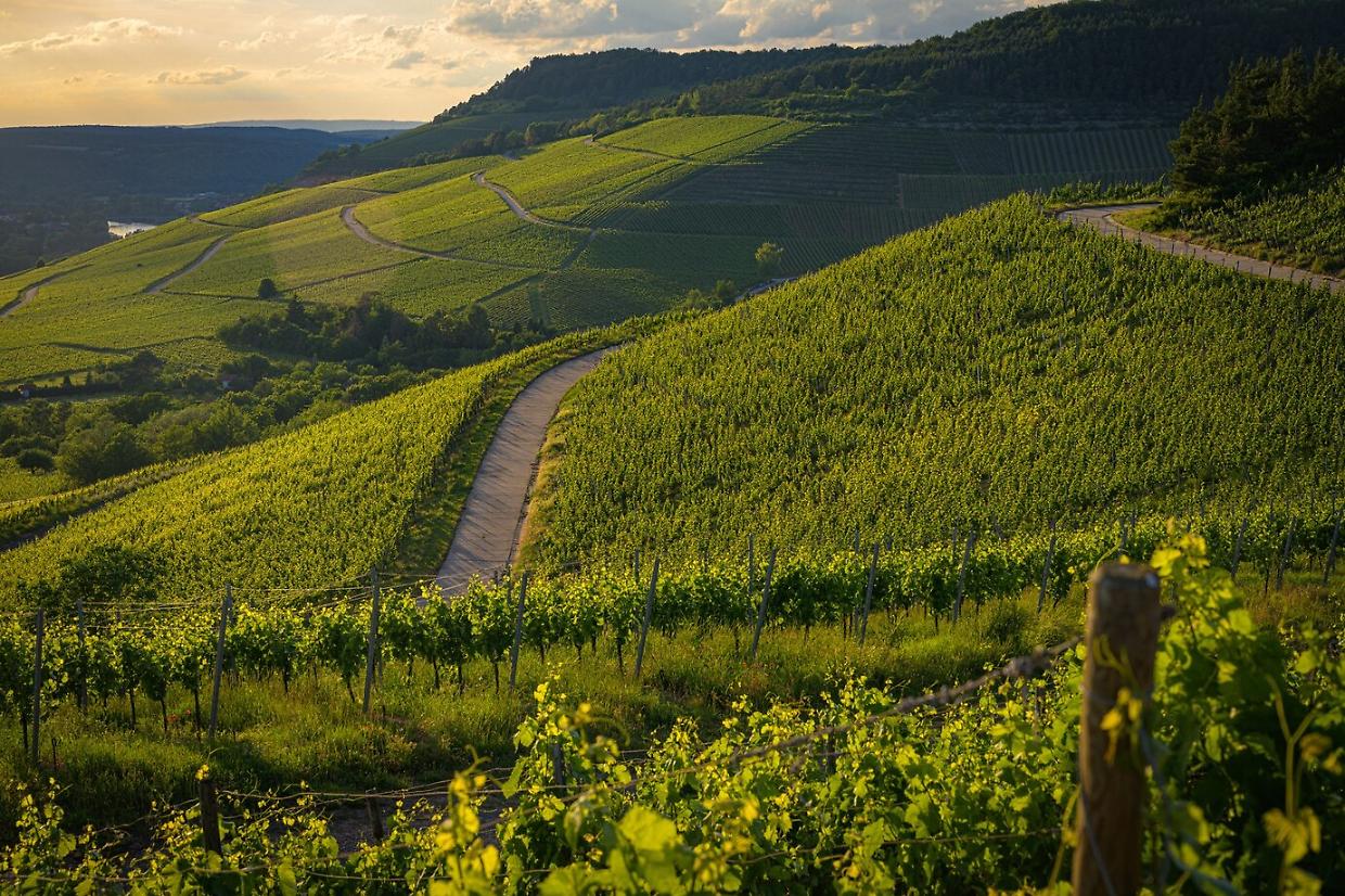 La rinascita del vino di Annibale: un viaggio enologico tra storia e innovazione in Val di Susa