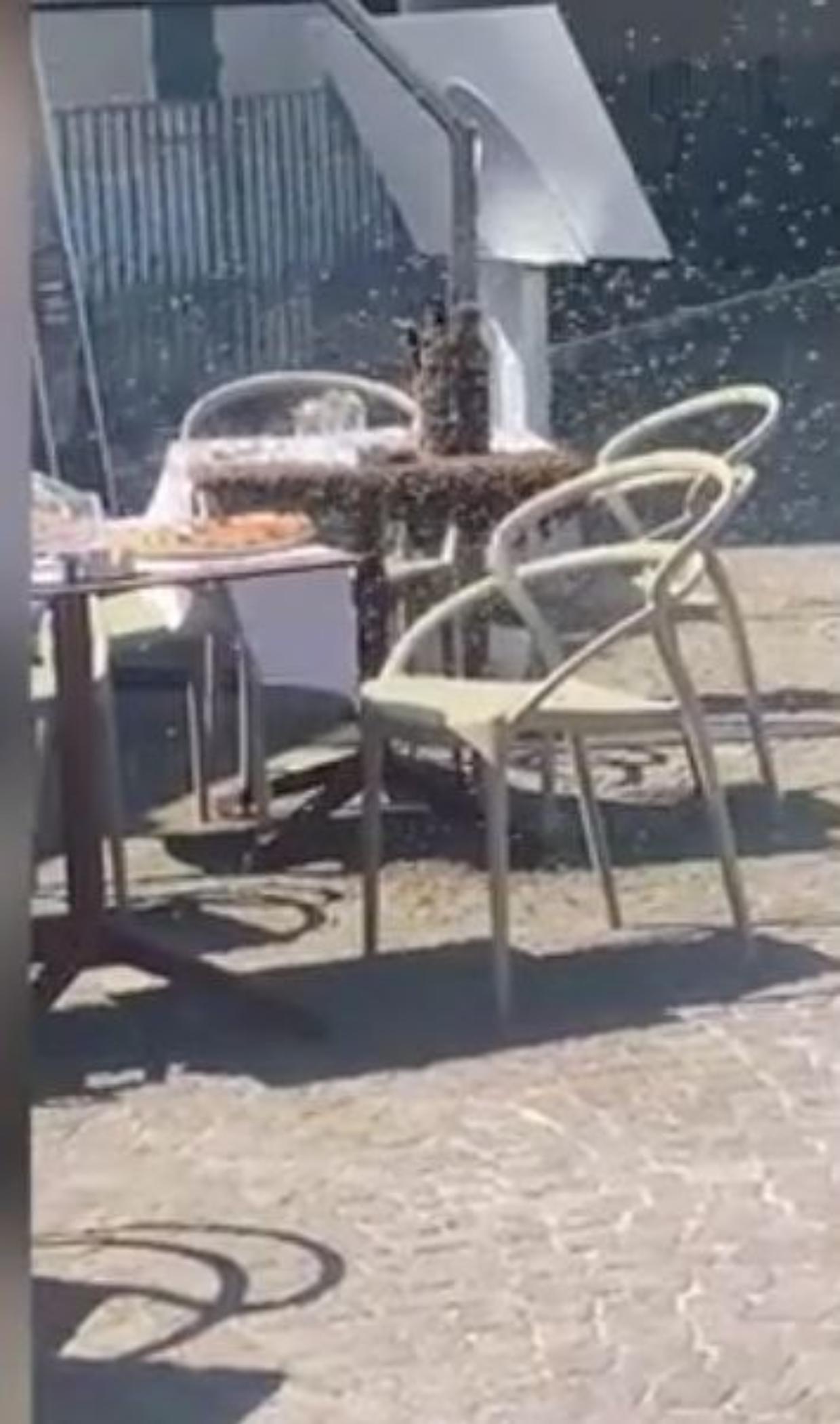 80mila api invadono il tavolino di un bar e vengono bruciate con l'olio di oliva: denunciati i responsabili