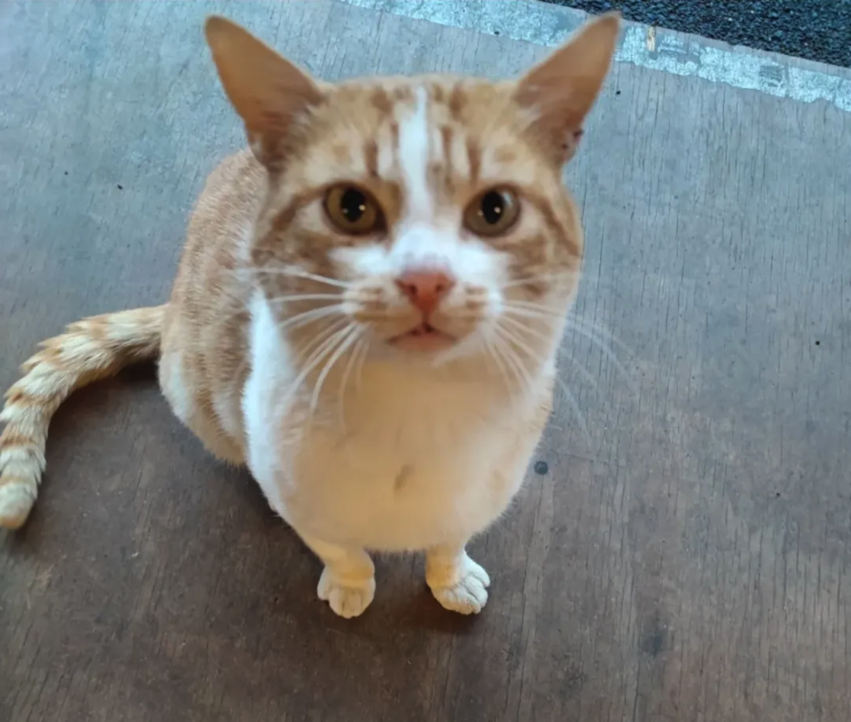 La tragica fine di Gianfranco, il gatto mascotte di Vercelli: un simbolo di resistenza e amore