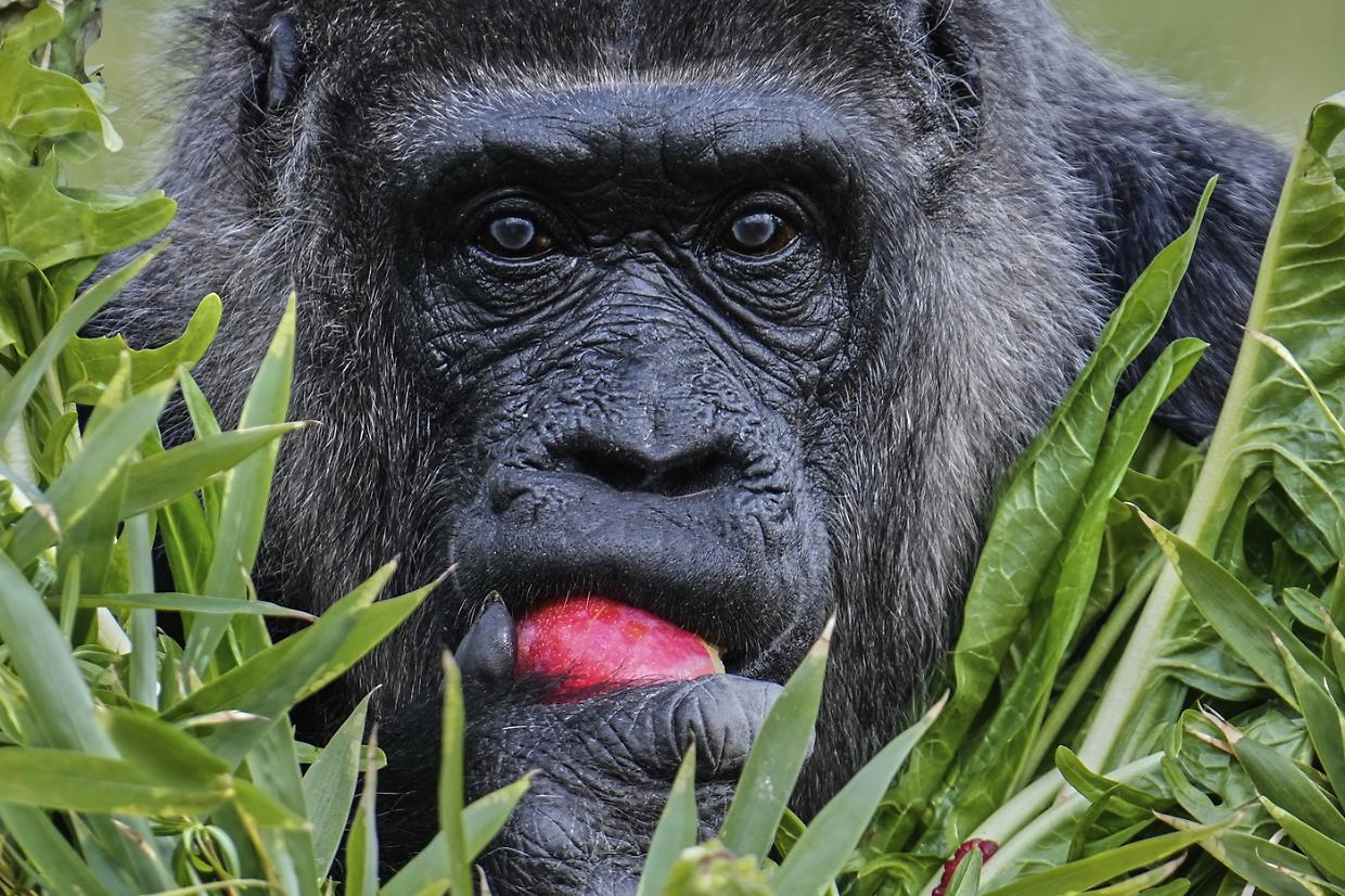 Un gorilla troppo vivace lancia una pietra contro i visitatori dello zoo