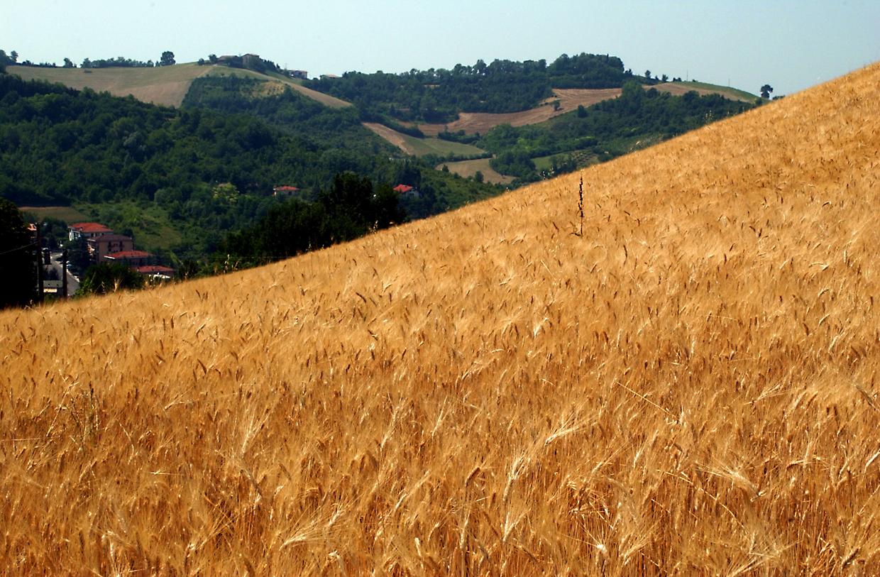Sfalcio manuale, il Piemonte guida il rilancio delle competenze rurali