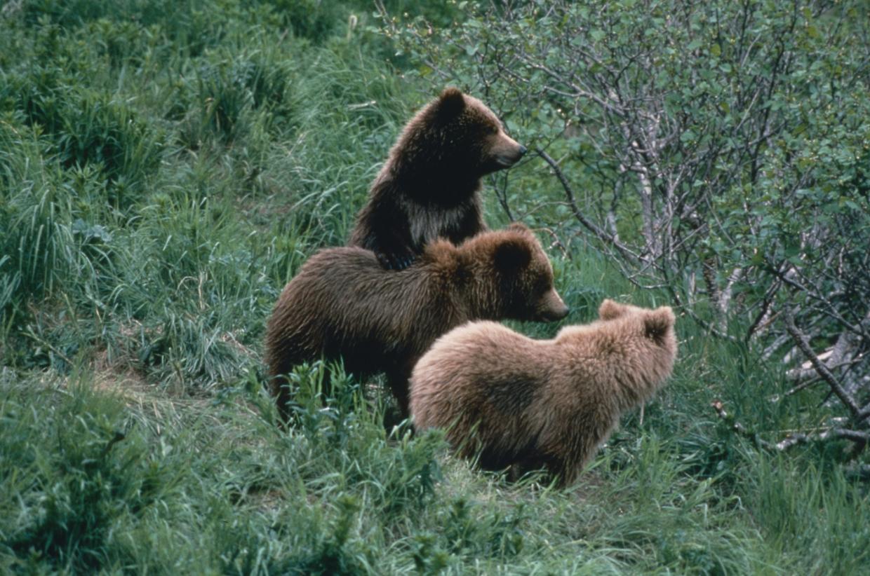 Cuccioli di orso bruno marsicano trovati morti: aperta un'inchiesta