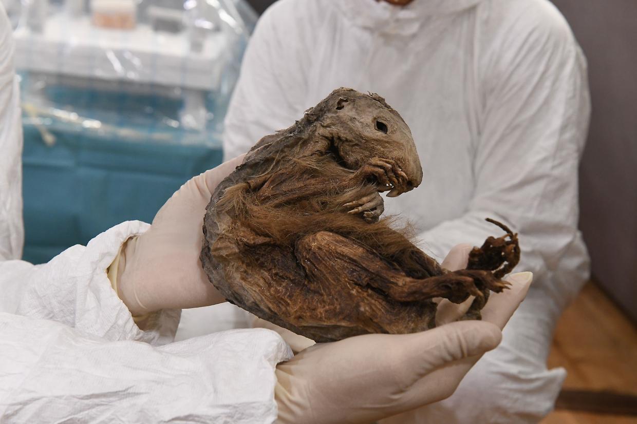 La marmotta del neolitico: 6.600 anni conservata nel Ghiaccio del Lyskamm