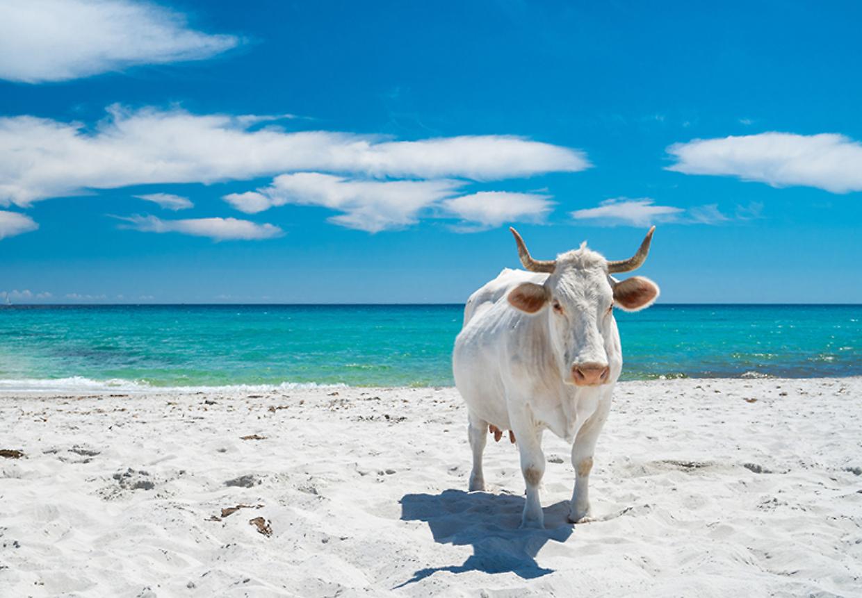 Ecco dove puoi prendere il sole con le mucche in Sardegna. Una spiaggia unica da non perdere!