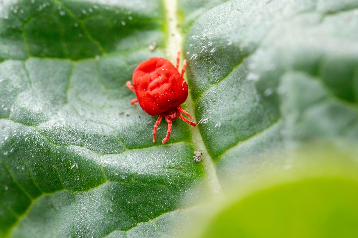 Gli acari della polvere: come riconoscerli e combatterli in modo naturale