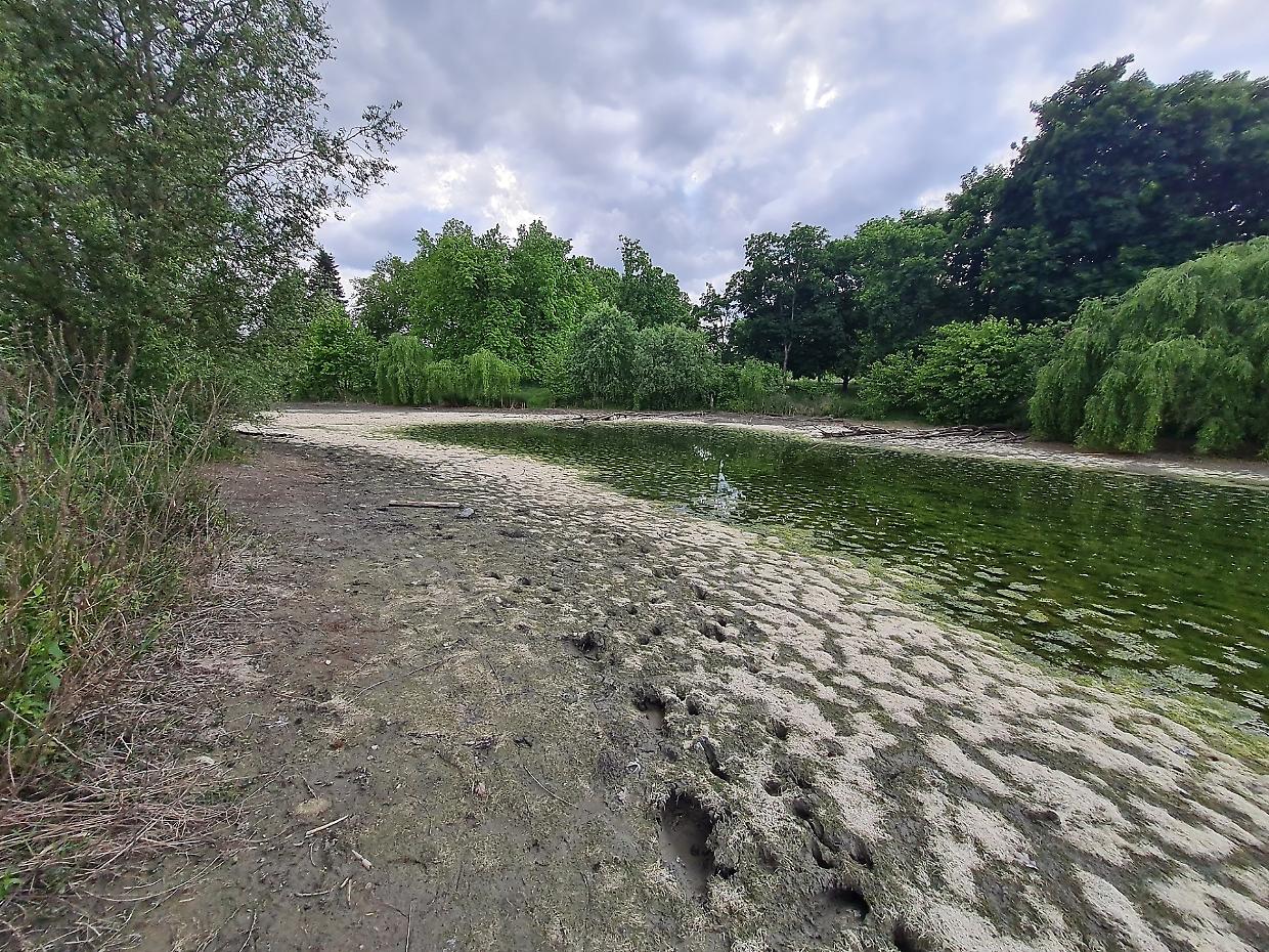 Ecco come si presenta oggi lo stagno, vicino ai due laghetti della Pellerina