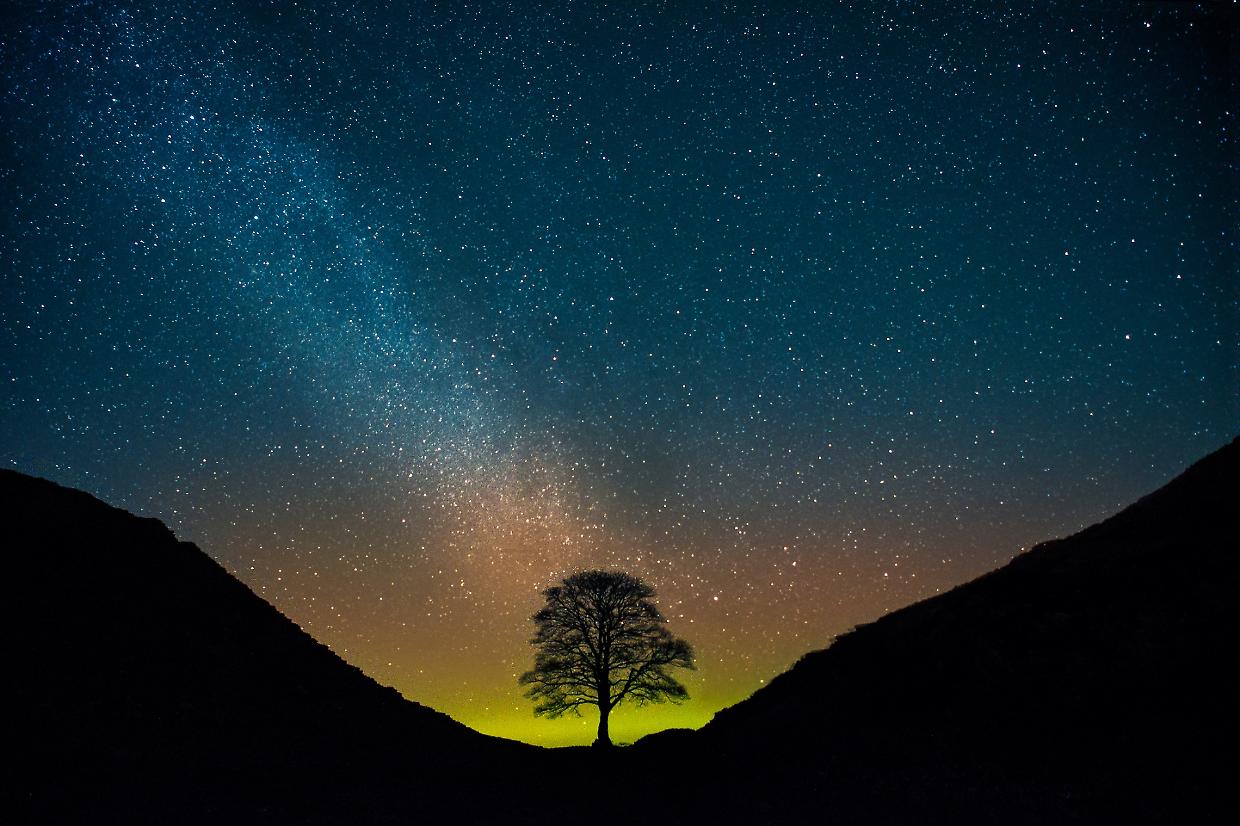 10 anni di carcere per aver abbattuto un albero? Ecco perché