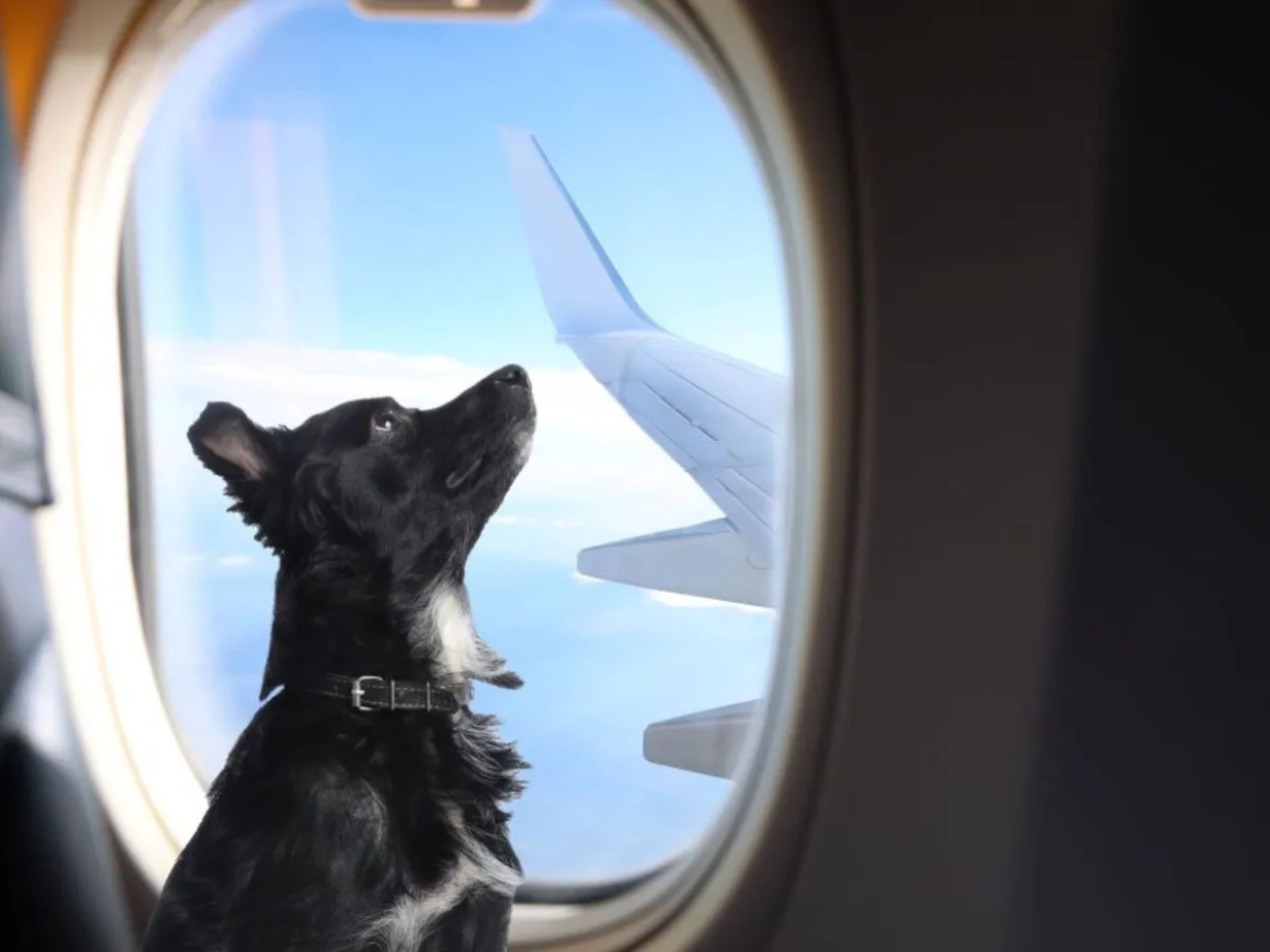 Animali in aereo, svolta storica: cani e gatti in cabina con i padroni dal 12 maggio