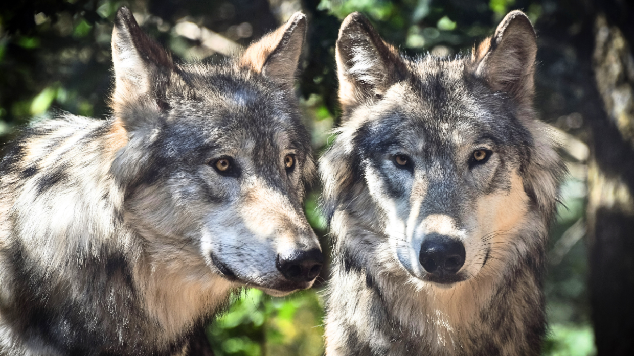 Forno Canavese, lupi in passeggiata notturna ai Chiagnotti ripresi dalle telecamere