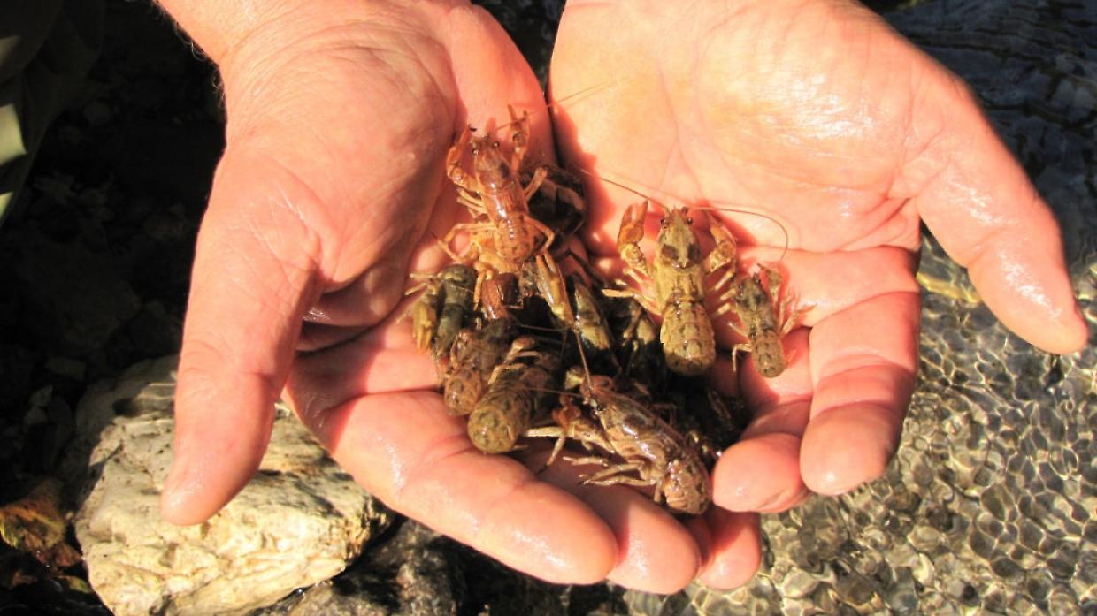 Un gambero raro ferma la costruzione dell’impianto di biometano a Fossano
