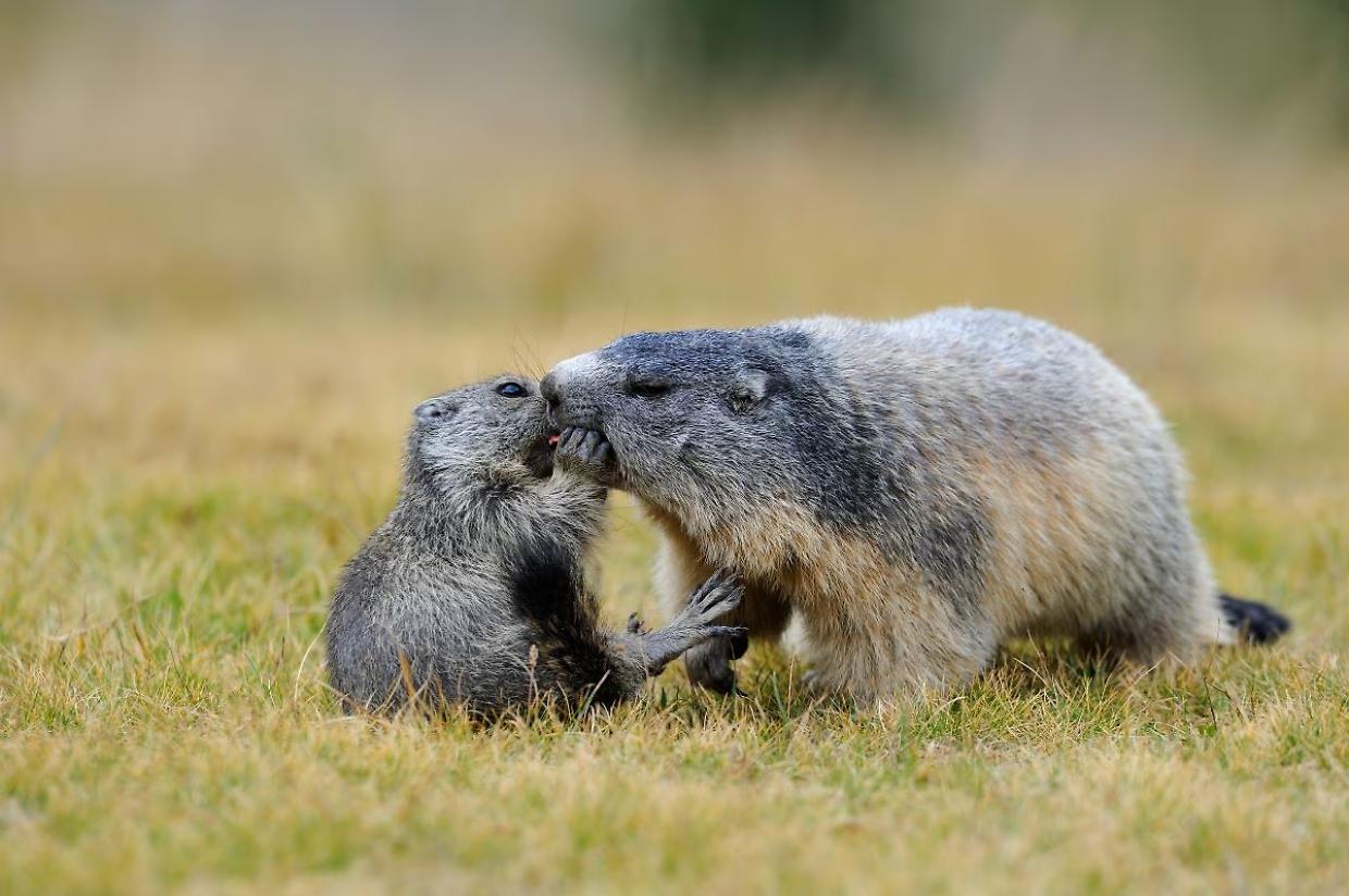 La “Mamma dell’Anno” abita tra le vette: il Parco del Gran Paradiso celebra le sue mamme selvatiche