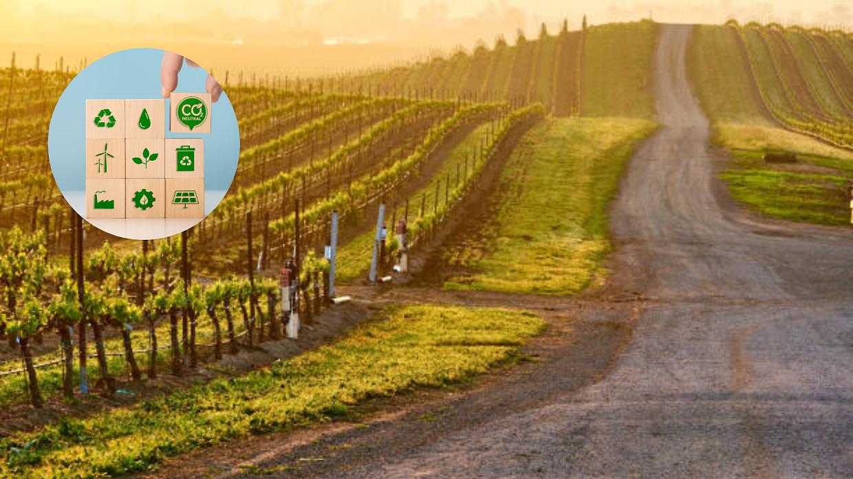 Il futuro della produzione vitivinicola: il carbon farming