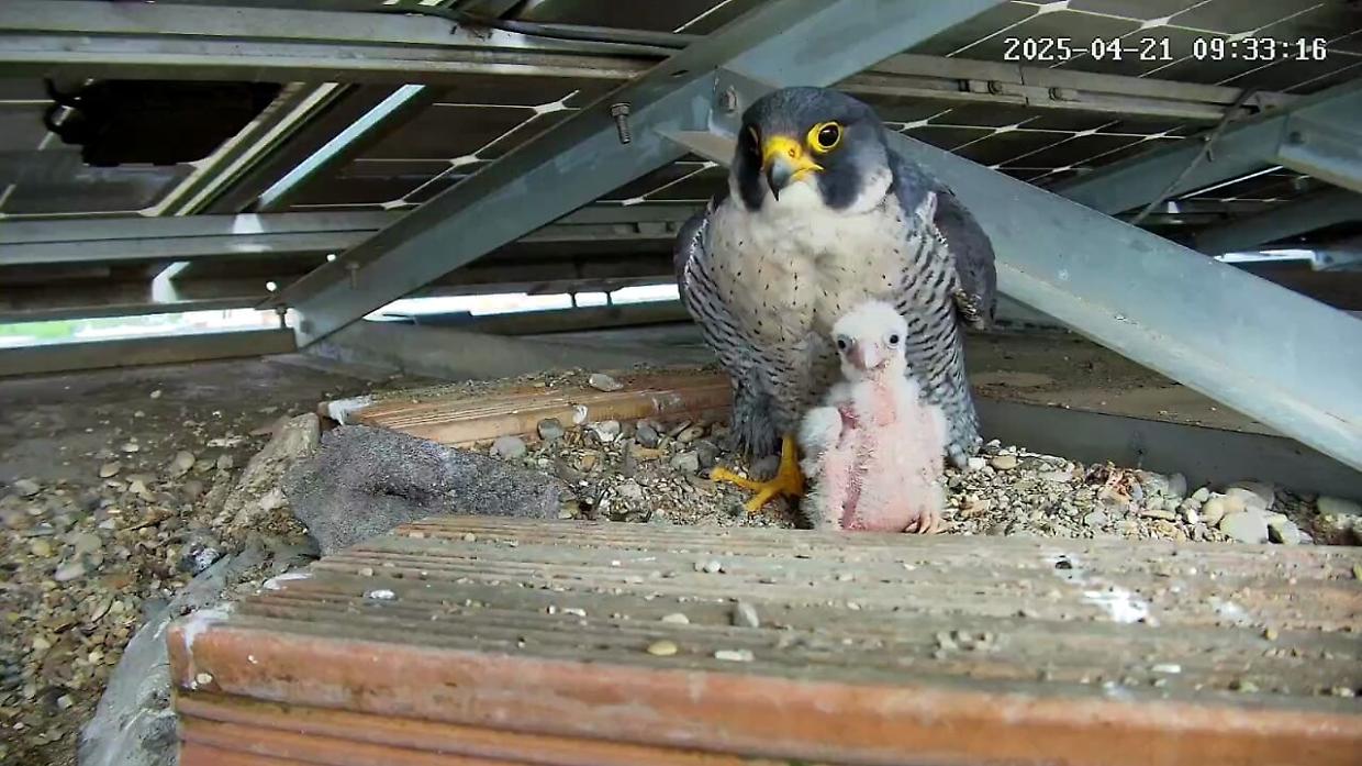 Dopo il gabbiano, i romani scelgono il nome del falco: si chiamerà Enea