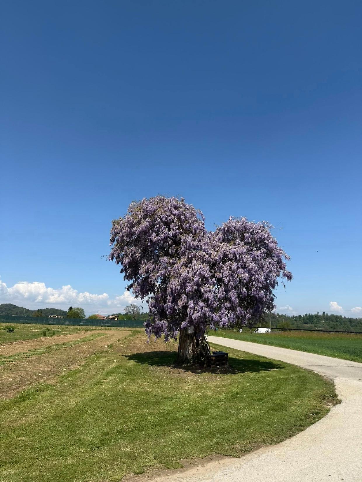 Torna a fiorire il glicine degli innamorati: in Piemonte l&rsquo;albero simbolo d&rsquo;amore incanta ancora