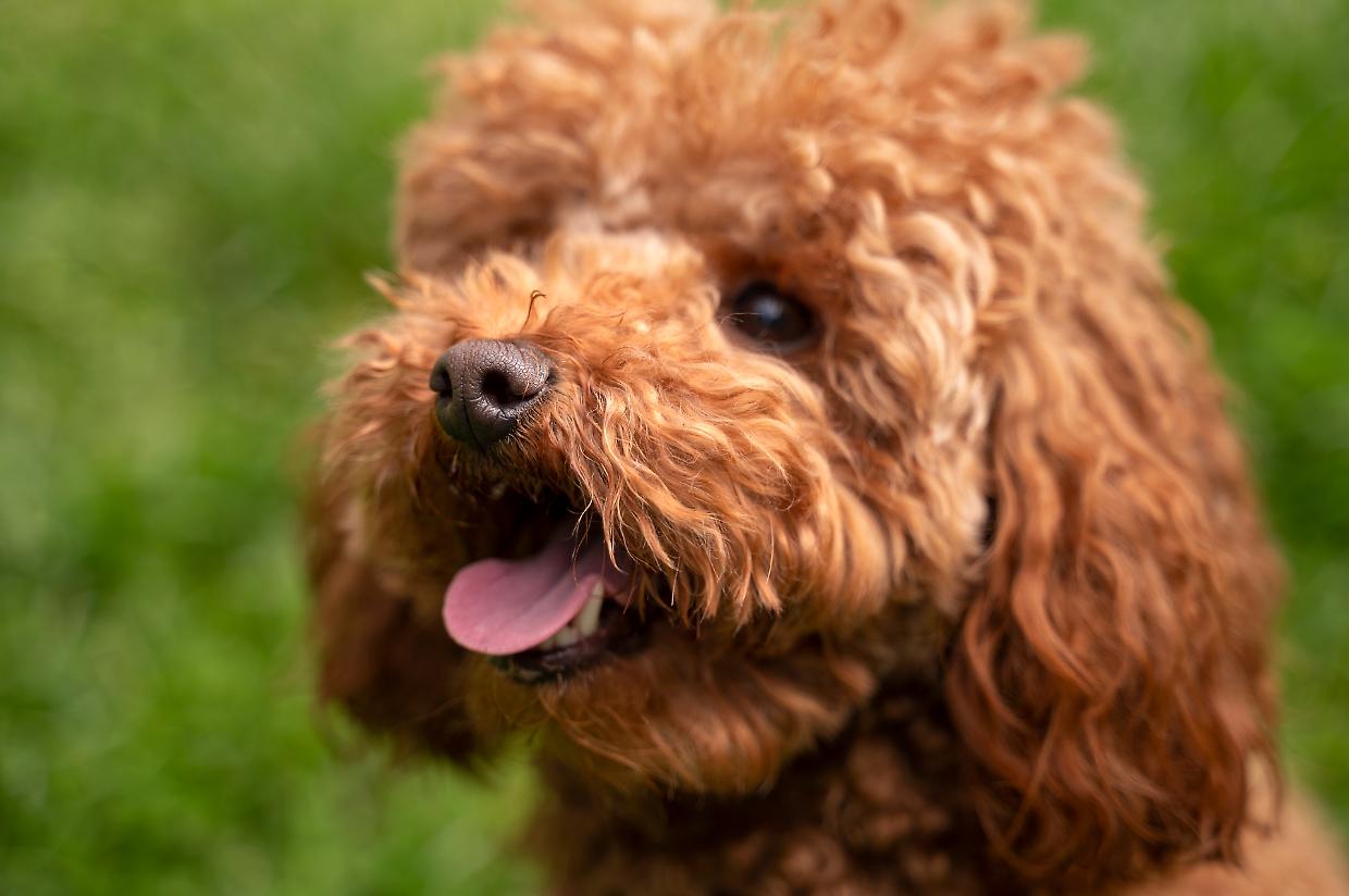 "Musin Musetti": il concorso che celebra l'amore per gli animali ai Viali