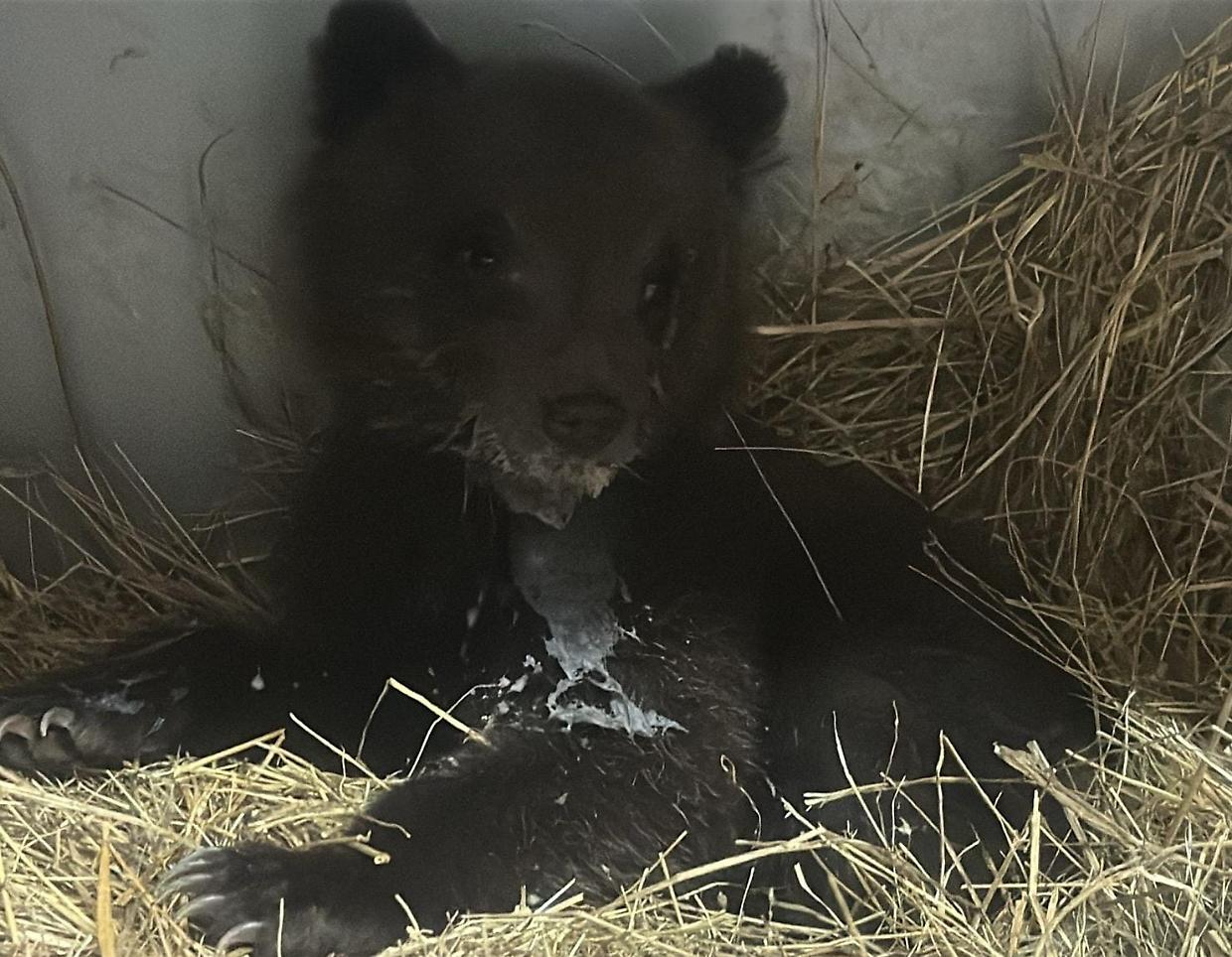 Orsetta marsicana salvata: ora mangia da sola nel Parco d’Abruzzo
