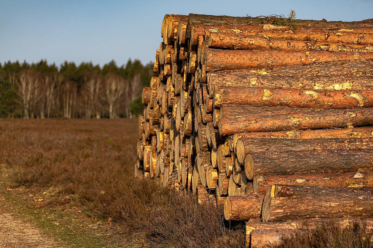 Foresta Amazzonica: il punto di non ritorno è vicino. Potrebbe sparire nei prossimi 15 anni