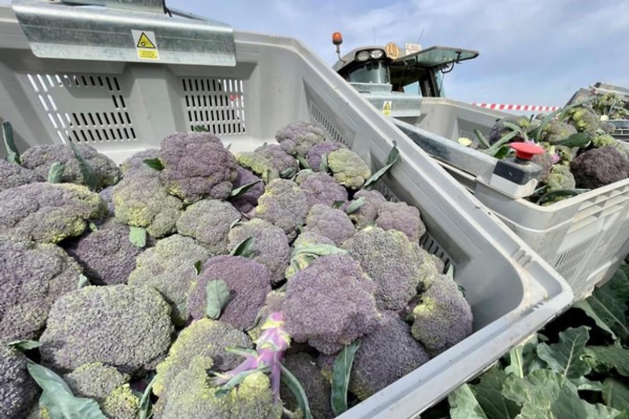 Produzione di broccoli in quota: raccolte garantite fino a luglio 2025