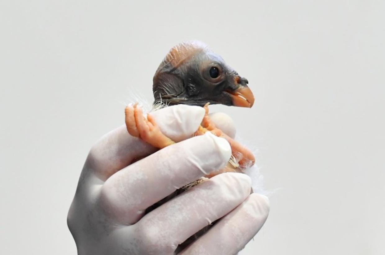 Al Bioparco nasce l’avvoltoio… papa: un uovo che fa la storia (VIDEO)