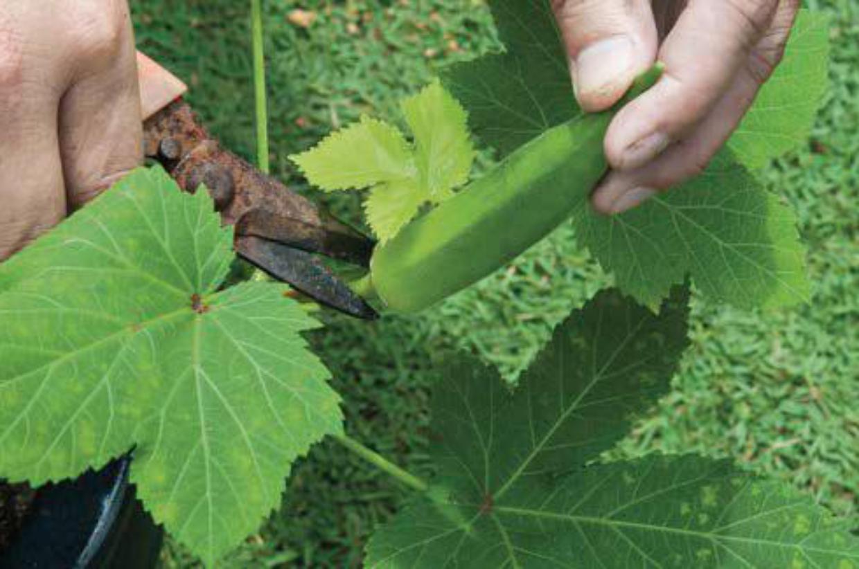 Frutti e ortaggi tropicali crescono in Italia: la sfida di karela, okra e annona
