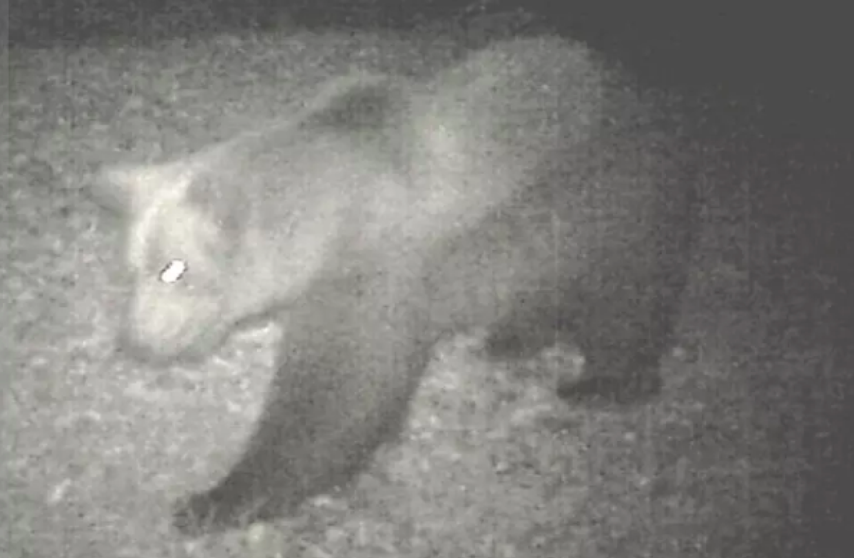 Orso bruno avvistato nel Parco Nazionale Val Grande: si tratterebbe di M29