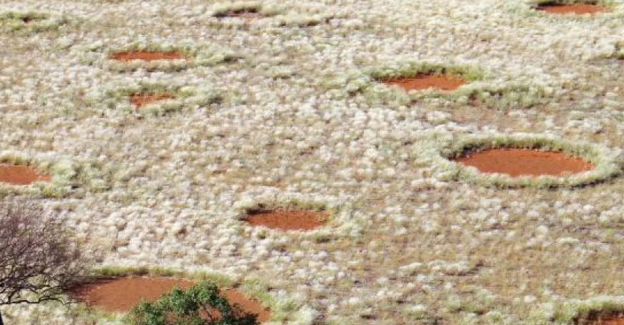 Il mistero dei "cerchi delle fate": geometrie perfette nel cuore del deserto