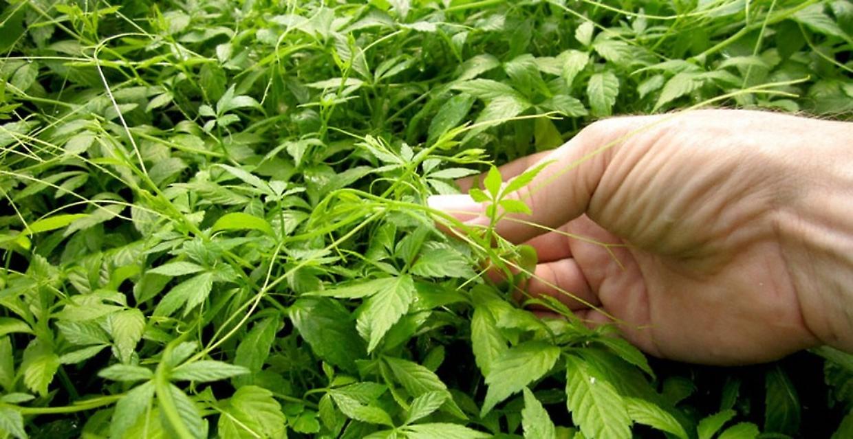 Jiaogulan, l’erba dell’immortalità: un tesoro naturale per cuore, metabolismo e longevità