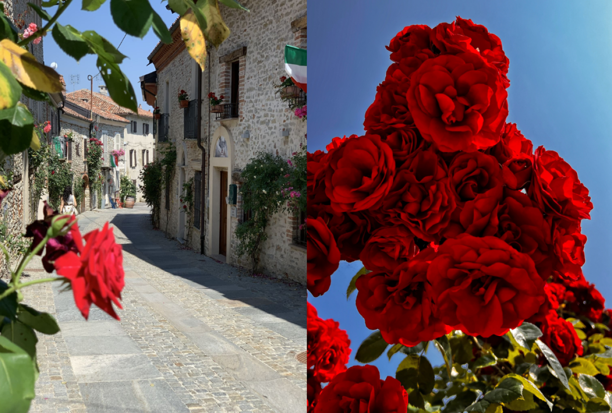 Bossolasco in fiore: tra rose e rosé, un viaggio tra natura e cultura 