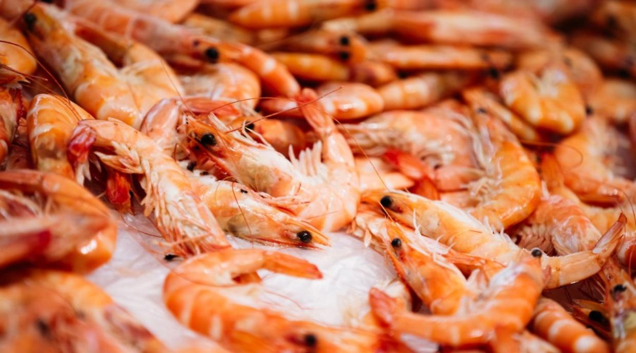 Il tesoro nascosto nei fondali del Nord: la sorpresa dei gourmet italiani