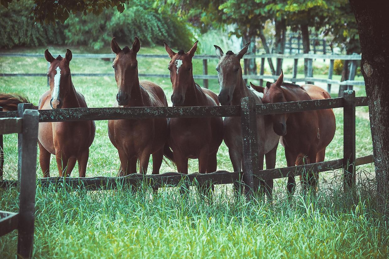 Save a Horse Italia, una rete di volontariato per il benessere animale e progetti sociali