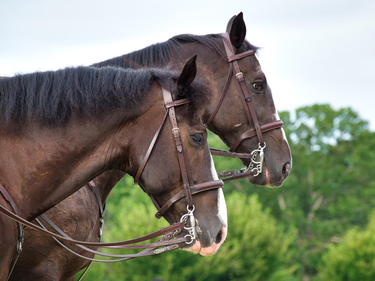 Carmagnola ospita la seconda edizione del Parco Vigna Arabian Horse Show