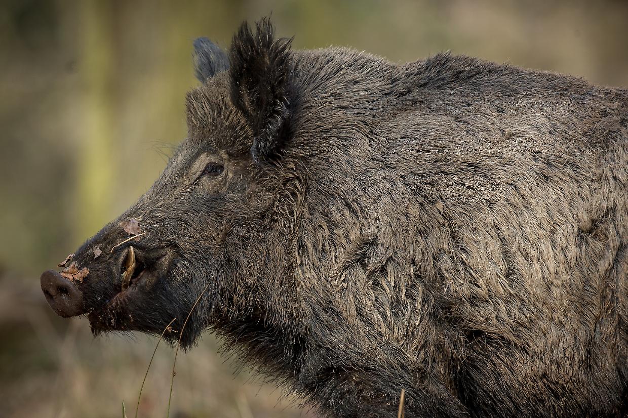 Fauna selvatica e agricoltura: la sfida del Piemonte tra prevenzione e risarcimenti