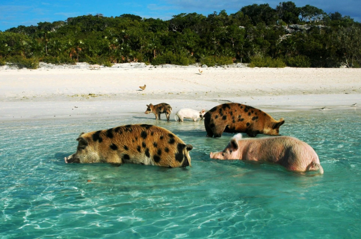 L’isola da sogno abitata solo da maiali: fanno il bagno con i turisti (e vanno matti per brioche e patatine). Ecco dov’è