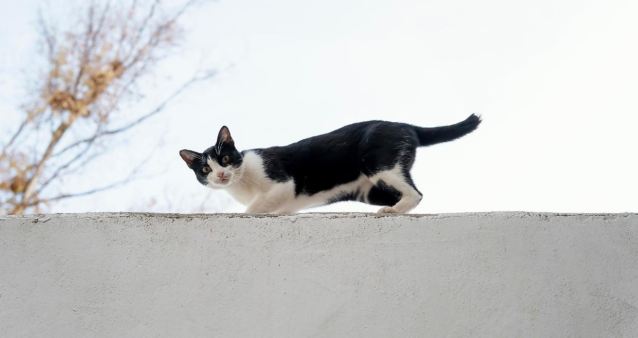Catturato un gatto che trafficava droga in Costa Rica