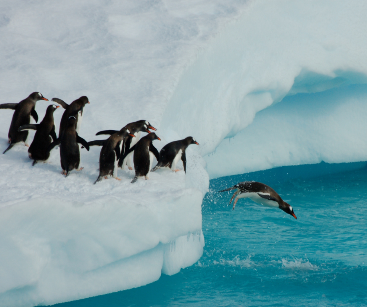 I pinguini contribuiscono al freddo in Antartide (con le loro feci): ecco i recenti studi