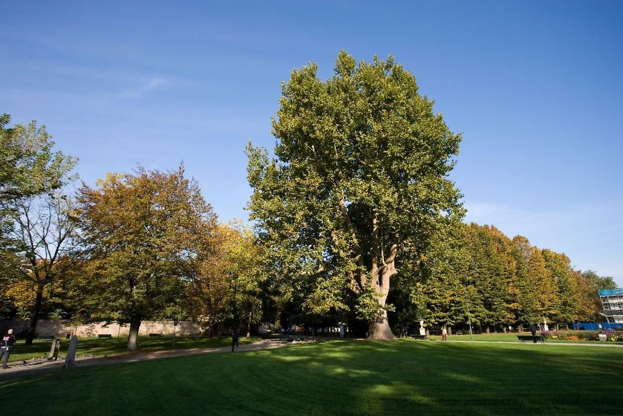 Il “Nonno” di Torino: il platano secolare nel cuore del parco della Tesoriera