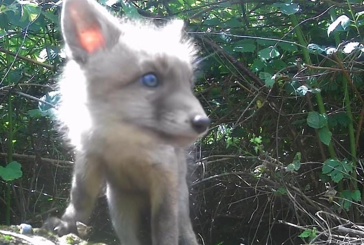 Cuccioli di volpe in Piemonte: il raro incontro immortalato da Valerio Minato