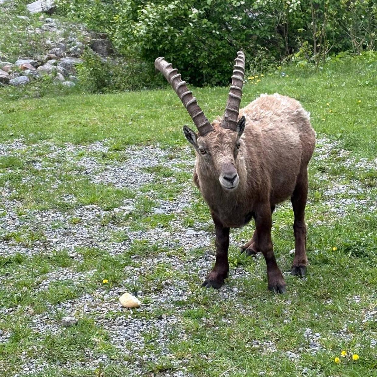 Un pezzo di pane accanto allo stambecco: il gesto umano che minaccia la fauna alpina