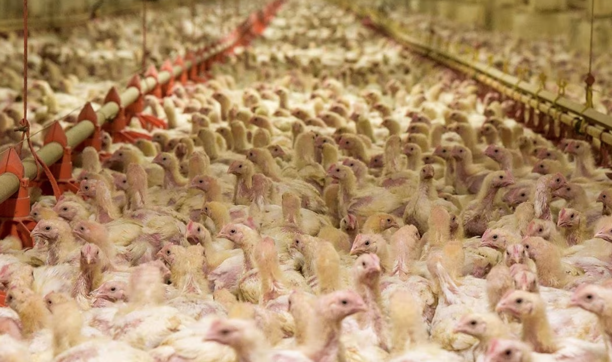 Fileni amplia gli standard di benessere animale, ma restano opacità e criticità nella filiera